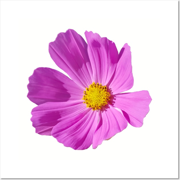 Hot Pink Cosmos Flower for Mothers Day Wall Art by ellenhenryflorals